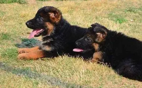 德国牧羊犬|警惕你的德国牧羊犬会因为肥胖而不健康