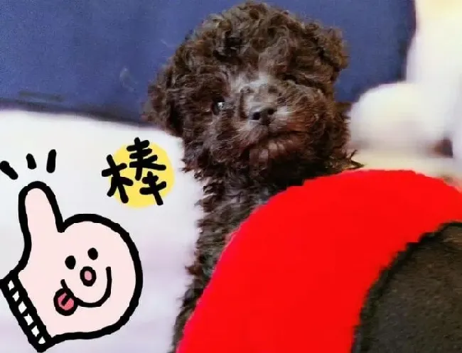 贵宾犬|锻炼贵宾犬的胆量扩大贵宾犬的社交圈