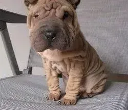 沙皮狗|应该怎样培养沙皮狗幼犬的服从性