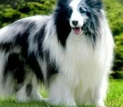喜乐蒂|喜乐蒂犬难产了怎么办