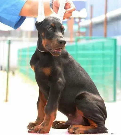 杜宾犬|带着杜宾犬外出散步最好不要喂它食物吃