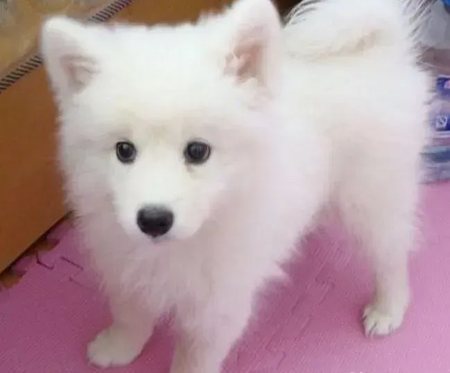 银狐犬|银狐犬真菌感染后皮肤变黑 求医治方法