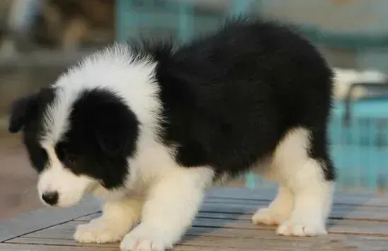 边境牧羊犬|边境牧羊犬的一些家庭体检方法