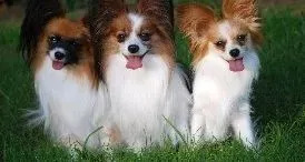 蝴蝶犬|蝴蝶犬吃干狗粮后直接呛着了该怎么办