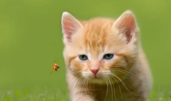 猫疫苗多少钱 疫苗的接种方法及有效期 | 疫苗