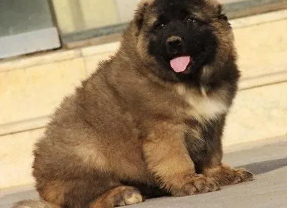 高加索犬|怎样选择合适训练的高加索犬