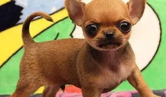 吉娃娃|养好吉娃娃犬要注意的五个日常小事