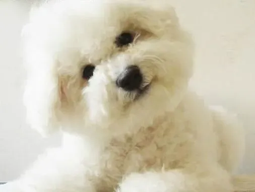 比熊犬|比熊犬也会出现“后宫争宠”的现象吗