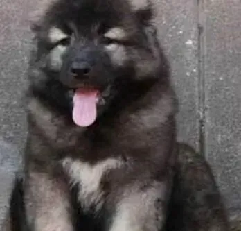 高加索犬|夕阳无限好 怎样做好老年高加索犬的护理工作
