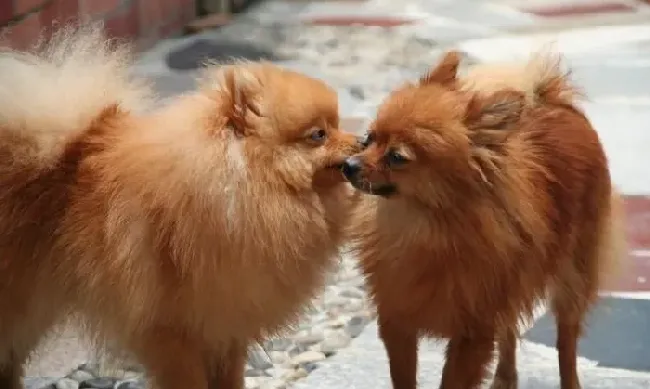 博美犬体表温度 博美犬的体温与脉搏 | 博美