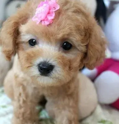泰迪犬|泰迪犬右后腿瘸了不敢走路是为什么