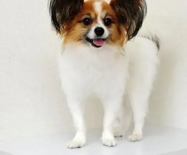 蝴蝶犬|蝴蝶犬一般腹泻的处理方法