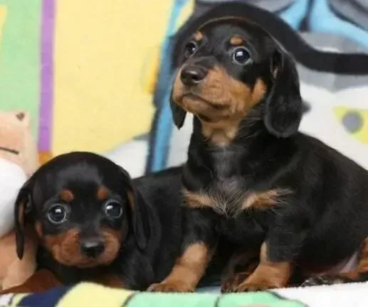 腊肠犬|腊肠犬泪痕形成的原因及护理分享
