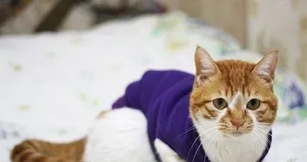 猫咪的衣服怎么做 可以动手DIY猫咪衣服 | 猫