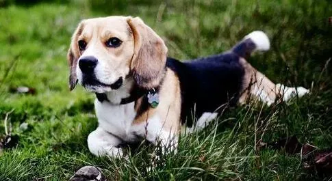比格犬|比格犬天生好动,饲养比格犬注意事项