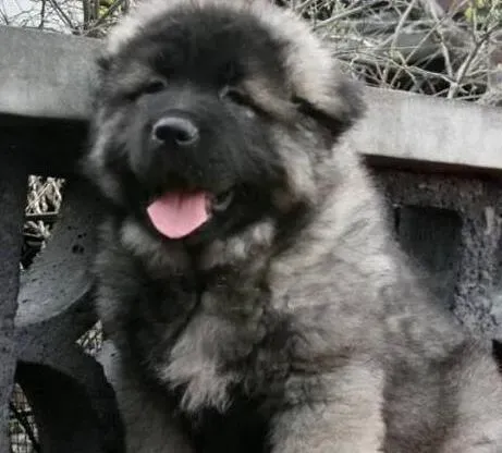 高加索犬|高加索犬的消化有哪些你不知道的特点