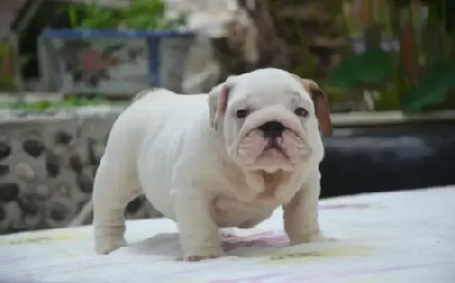 英国斗牛犬|养好斗牛犬的先决因素与方法