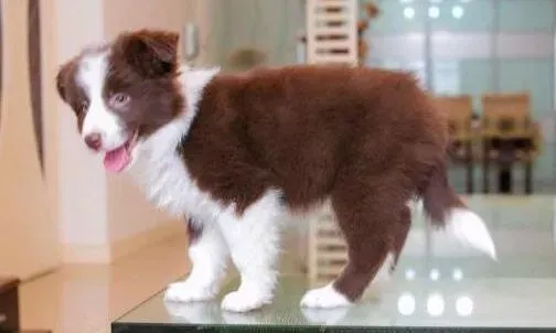 边境牧羊犬|给边境牧羊犬一个良好的睡眠环境