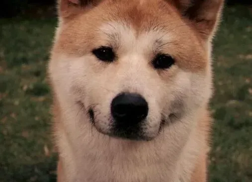 秋田犬|饲养秋田犬应注意的禁忌 切勿喂饭喂零食