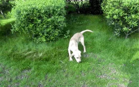 拉布拉多寻回犬训练难度 间接惩罚调教法来训练 | 拉布拉多