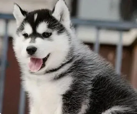 哈士奇|哈士奇流脓鼻涕可以判断是犬瘟吗