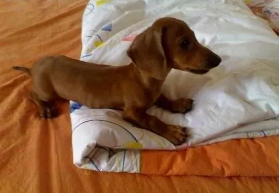 腊肠犬|带腊肠犬自驾游的注意事项