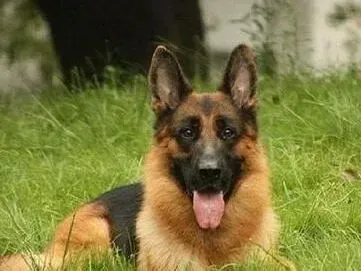 德国牧羊犬|德国牧羊犬老化的特征和表现