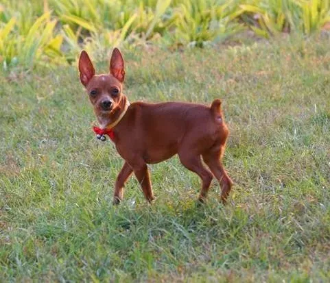 小鹿犬|小鹿犬睡觉时的怪异行为