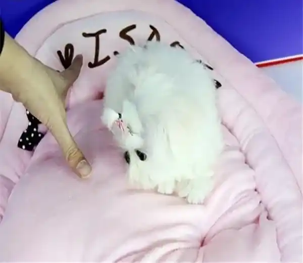 马尔济斯|给马尔济斯犬做脚部护理的方法