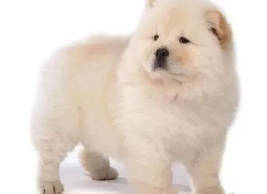 松狮犬|松狮犬母犬在性成熟和繁殖适期的特点有什么表现
