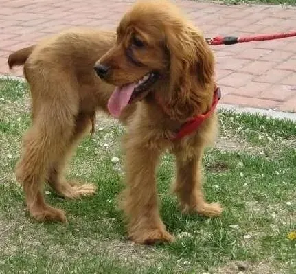 可卡犬|技能展示之如何让可卡犬学会实物训练