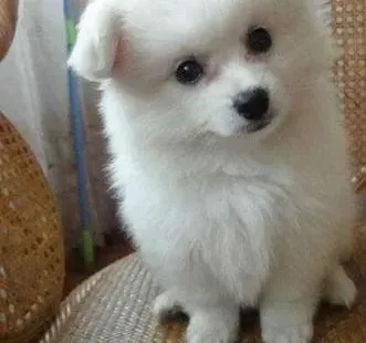 银狐犬|银狐犬还没打疫苗可以给它洗澡吗