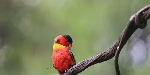 黑顶吸蜜鹦鹅的饲养 能很快适应新环境及主人