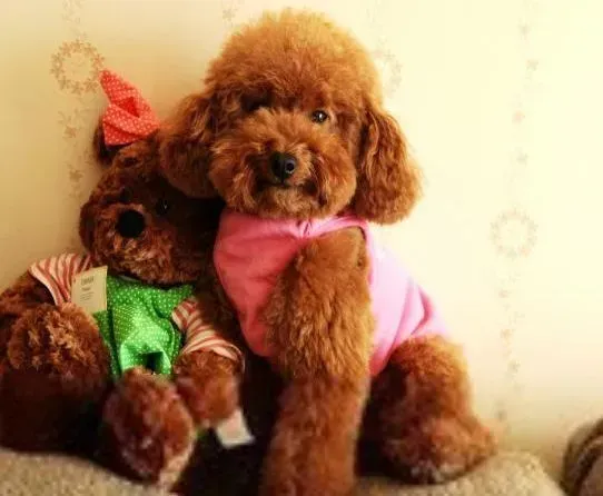 贵宾犬|小狗学堂 如何训练贵宾犬对飞盘的方向判断