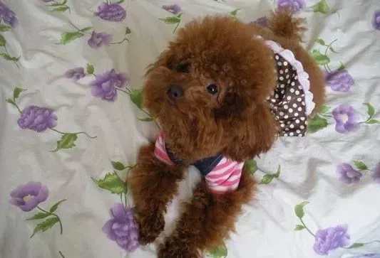 贵宾犬|带贵宾犬外出容易犯的4种错误
