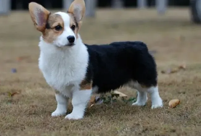 柯基犬|柯基犬被确诊为犬瘟热该怎么治疗呢