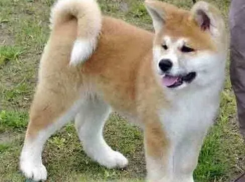 秋田犬|秋田犬生完小狗没奶水 求下奶的方法