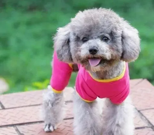 贵宾犬|给贵宾犬吃自制狗粮好吗
