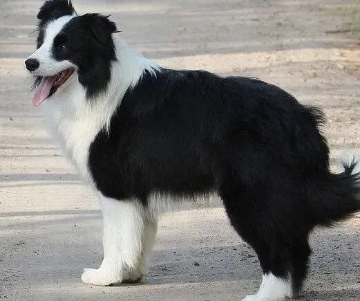 边境牧羊犬|边境牧羊犬肚皮上有红色的疙瘩是怎么回事