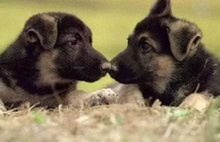 德国牧羊犬|饲养德国牧羊犬时要懂得投其所好