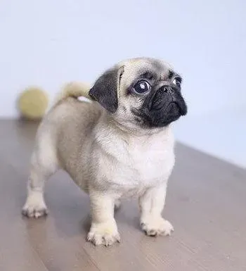 巴哥犬|巴哥犬洗澡后，腿站不起来不舒服是怎么了