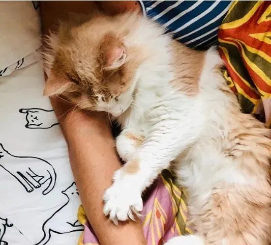 贪玩猫咪被反锁门外一夜 经9小时惊魂记超无助