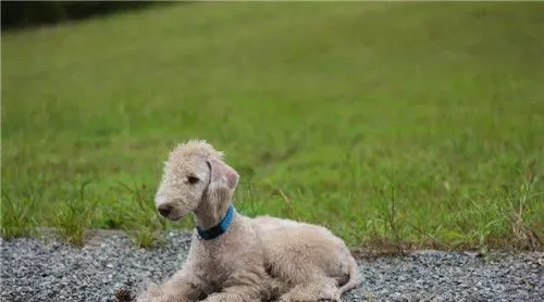 贝灵顿梗看家吗 看家能力较弱对陌生人很友善 | 贝灵顿梗