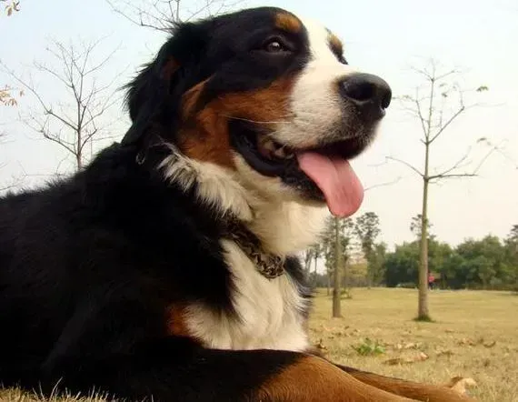 伯恩山犬|效能训练手册之如何让伯恩山犬成为优秀宠物