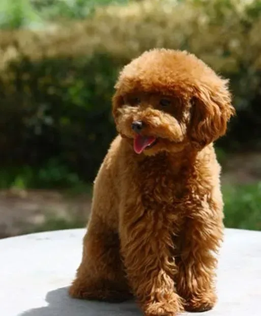 贵宾犬|天有不测风云 贵宾犬中毒后如何处理