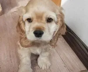 可卡犬|饲养初进家门的可卡犬要避免哪些行为