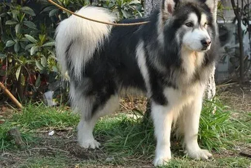 阿拉斯加犬|评定阿拉斯加犬性格的客观标准测试