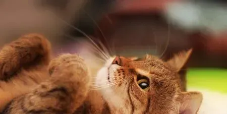 什么人不适合养猫 五类人群不适合养猫猫 | 猫