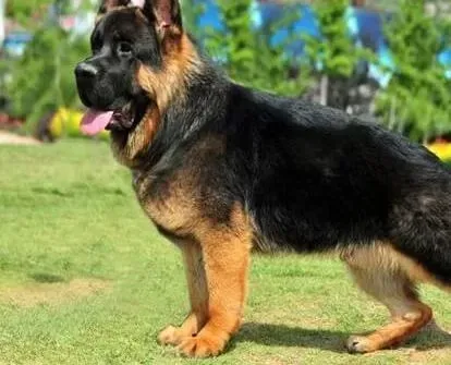 德国牧羊犬|红灯警示 谨慎护理怀孕期间的德国牧羊犬