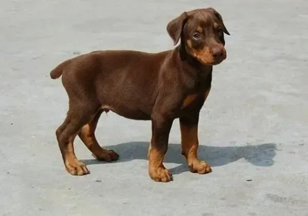 杜宾犬|我家杜宾犬特别能吃而且还吃的很快这样正常吗